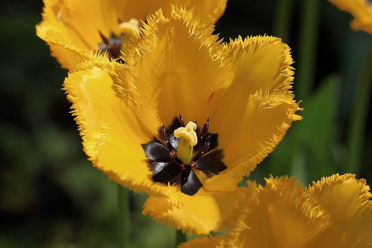 Backyard Biodiversity: Creating a Wildlife-Friendly Garden